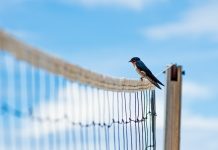 Berlin-based NetBird raises €1.1m to transform VPNs for businesses