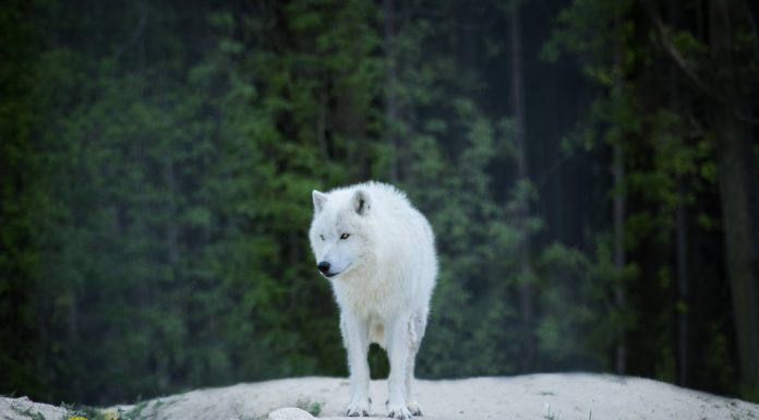 Mountain Wolf