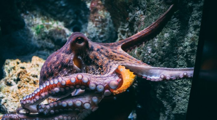 Secret Double Octopus revolutionises enterprise security with $15m Series C